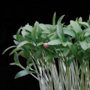 Ghoa Cress®