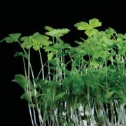 Persinette® Cress